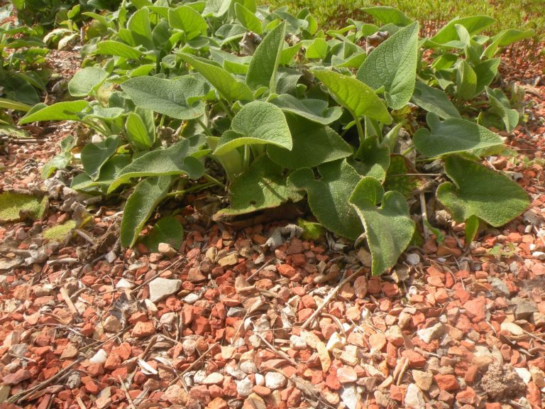 Ziegelsplitt (Mineralisch)